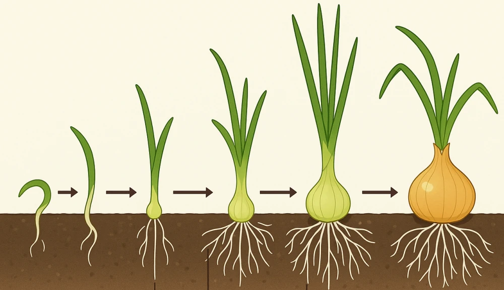 Поверхностная корневая система лука