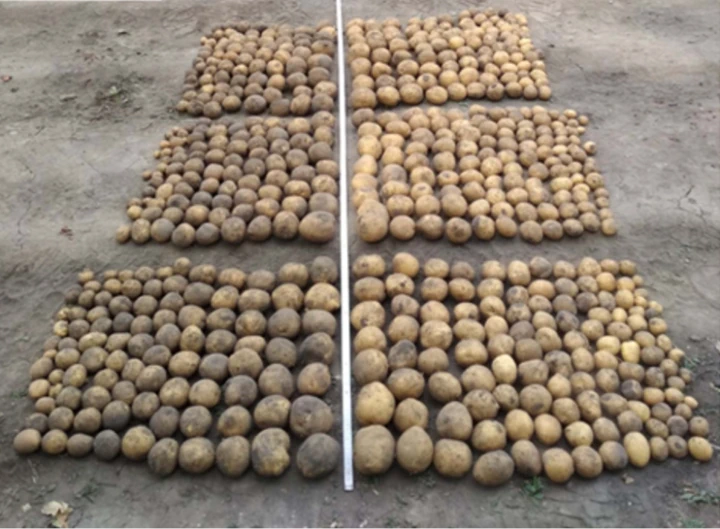 Качественные клубни картофеля