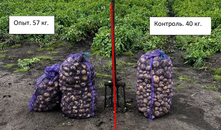 Сравнение картофеля в ИП Карнауховой