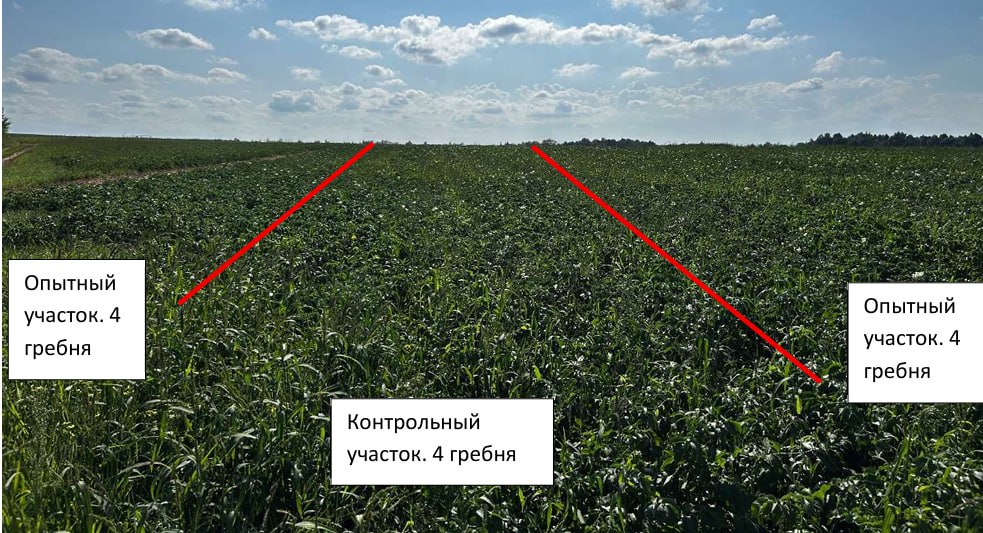 Участок поля в Росевроплант